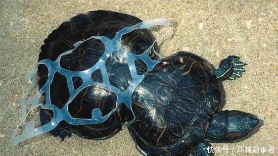 泰一幼鲸误食塑料袋死亡，解剖画面触目惊心!