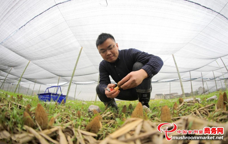 80后小伙龙新:返乡种植羊肚菌带动村民致富