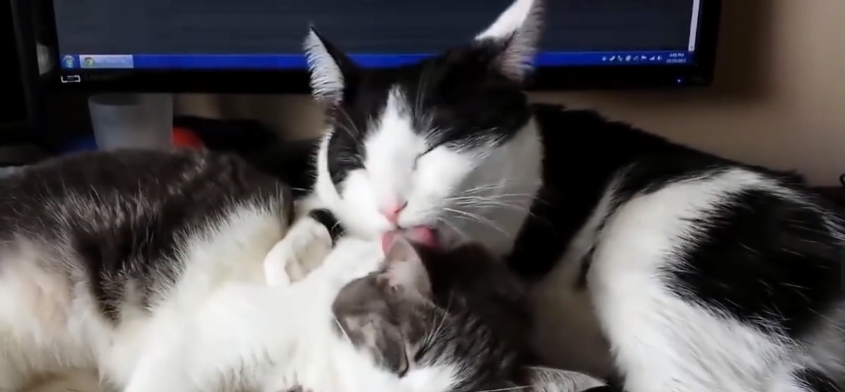 铲屎官必看,你们的猫咪主子最讨厌的事情! 福乐博