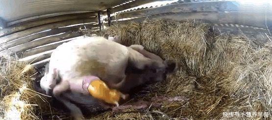 农村大爷家母猪生下一只小金猪,然而兽医看后