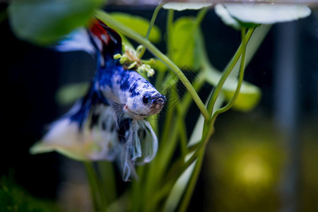 青島水族批發(fā)市場在哪里進貨便宜（青島水族批發(fā)市場在哪里進貨便宜點）