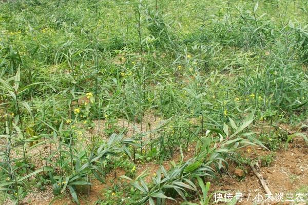 黄精是什么东西,有哪些种类,有什么功效!