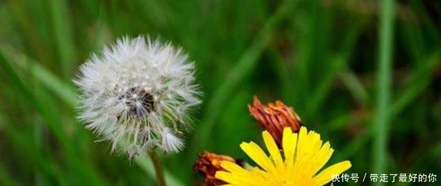 药草皇后蒲公英,用它泡水喝,居然能治这么多种