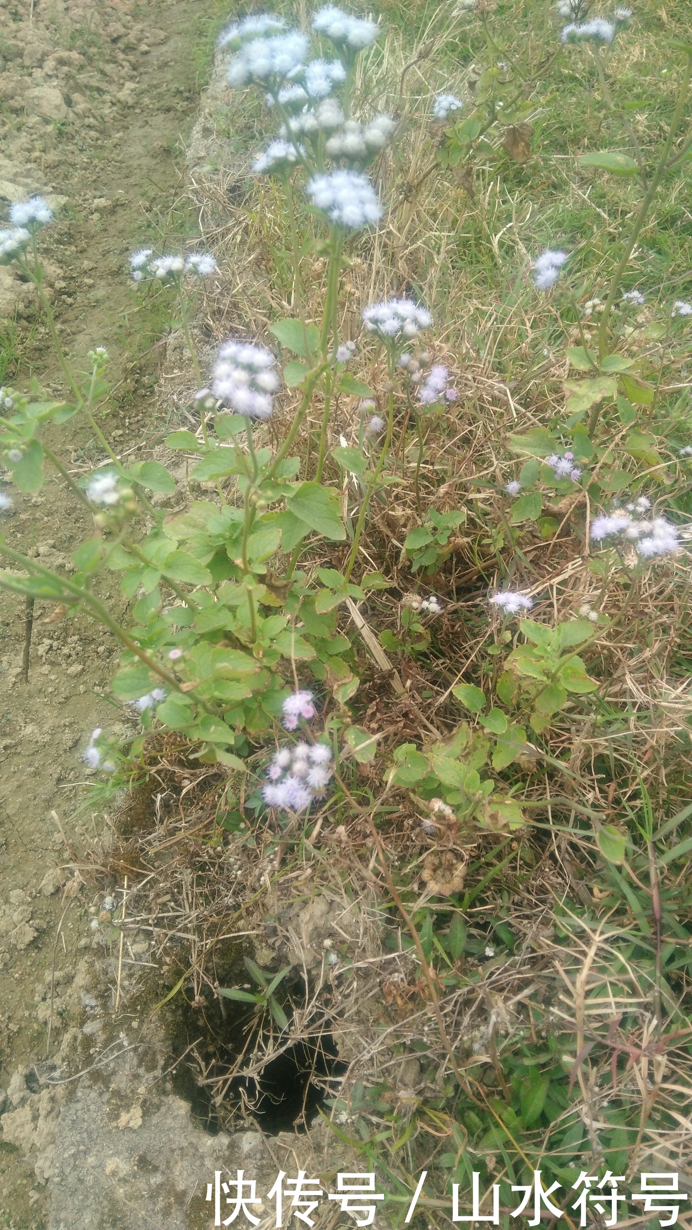 春节后的农田景象广西浦北县白石水