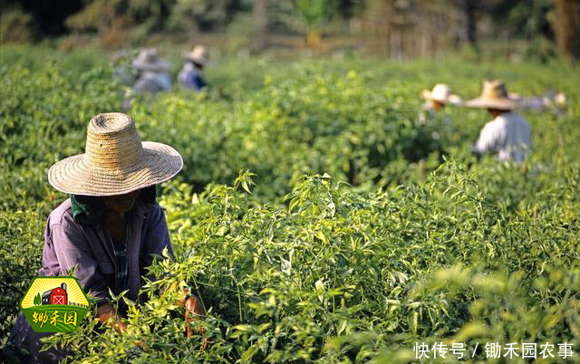 十几年后，农民都不种地了，农村将成为这几类人的天下