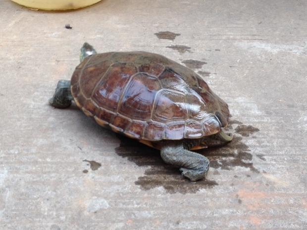 我在湘江河抓了一只乌龟4斤 不知道是什么龟