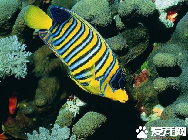 什么热带鱼吃水草 清道夫是喜欢吃水草的_360