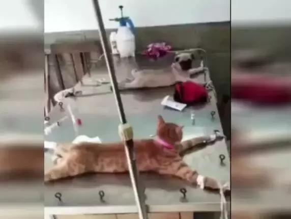 狗狗和猫咪同台做割蛋手术,以后我们就是姐妹