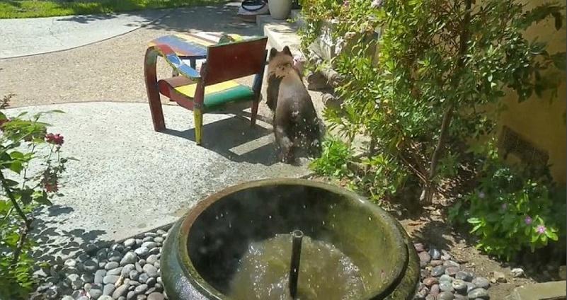萌翻你：美国两小熊跳入住户家饮水池洗澡游玩