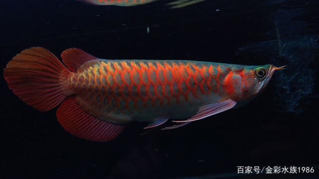 漯河魚(yú)缸實(shí)體店地址電話(huà)多少（漯河賣(mài)魚(yú)缸的地方在哪）