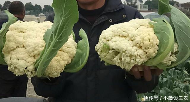 花椰菜高产种植管理技术!