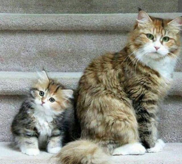 基因能有多强大, 这些猫父子告诉你, 真的不是复