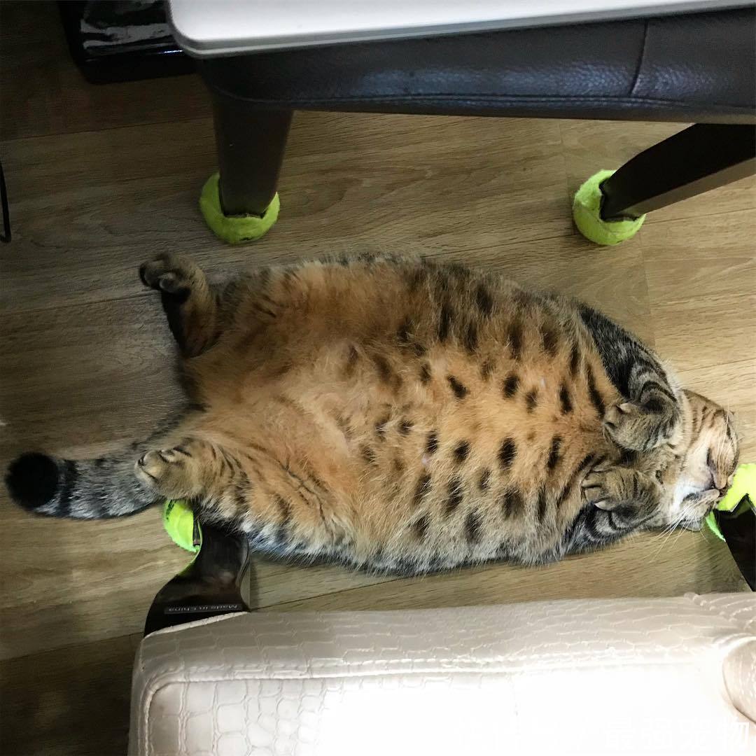 主人网上晒出家里狸花猫的照片,网友:这确定不