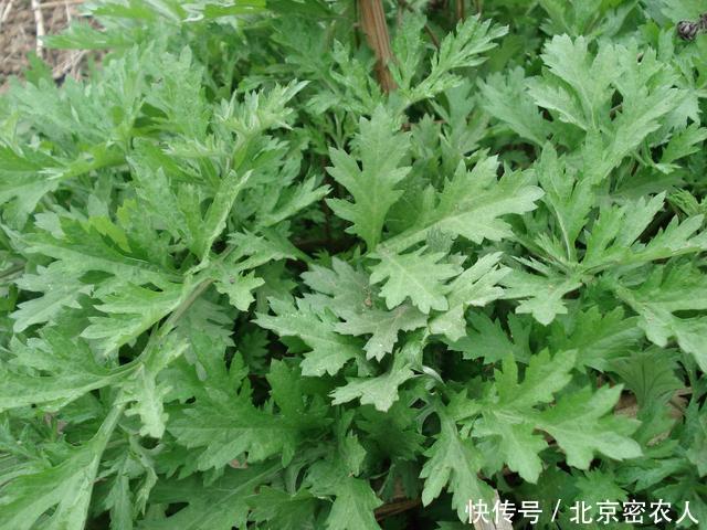 收割艾草竟有这么大讲究,一定要在这个时间采