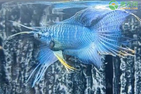 龍魚,鸚鵡魚適合多少水溫  鸚鵡魚