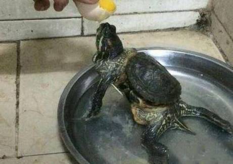 男子养了只乌龟,十年说后仔细一看,越看越离谱