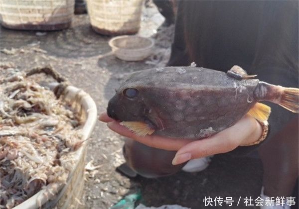 男子海边钓到一方形鱼,高兴拿去市场卖,路人说出鱼的来路他扔掉