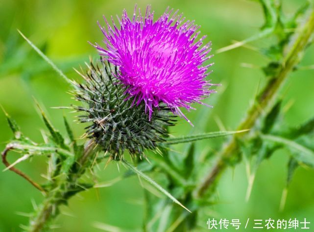 农村这种开紫色小花的野草，以前农民都讨厌，现在15一斤买不到