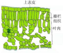 <生>叶肉的一种绿色薄壁组织.