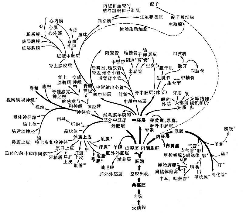 附图是哺乳动物3个胚层分化的系统树,其他各纲脊椎动物的情况也基本