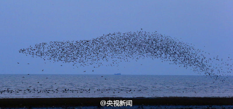 密集恐惧慎入!盘锦湿地保护区鸟群密集如浪