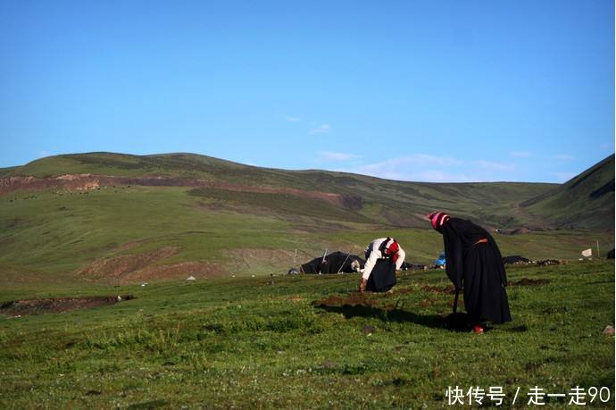 藏民挖掘冬虫的过程，5斤就能买到县城一套房