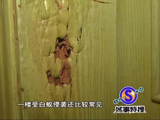 吓人!广州一豪宅被白蚁侵袭 女主人不敢回家 - 天地人 - 天地人和 吓人!广州一豪宅被白蚁侵袭 女主人不敢回家 - 天地人 - 天地人和
