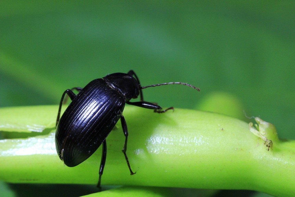 甲虫-我国古代所称的"五虫"之一