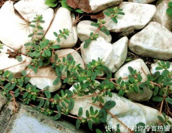 农村有一种野菜能救命草,人称“血见愁”,如今卖到20元一斤 御匾会国际网上娱乐