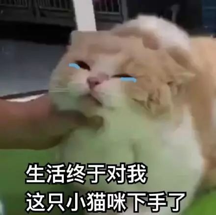 生活对我这只小猫咪动手了吗?