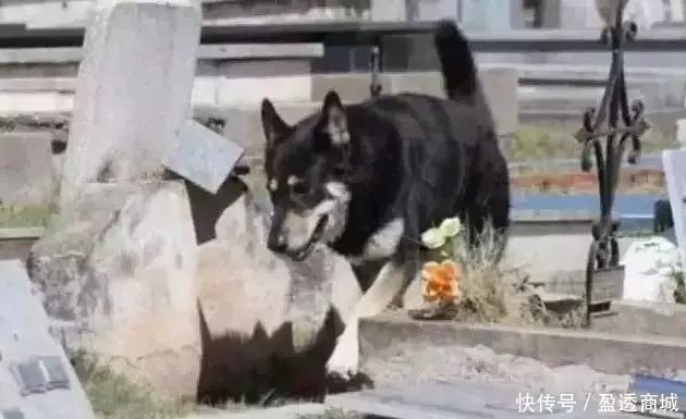 主人去世，爱犬随之消失，11年后真相大白：我愿一生孤独，只为爱