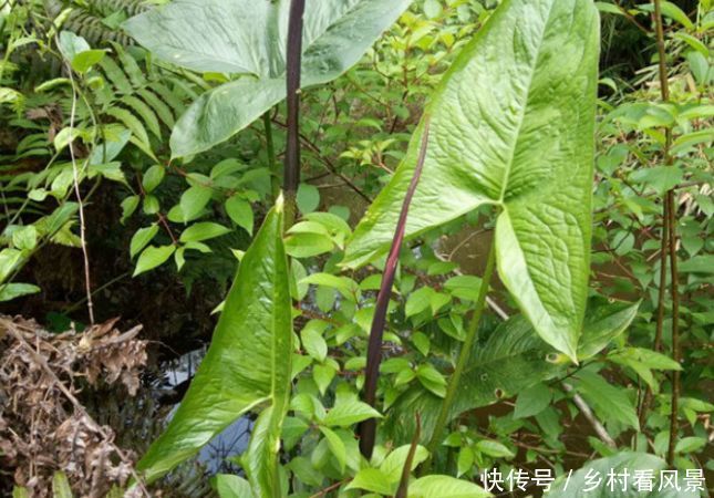 农村这种旱茨菇长相怪异,却是治疗胃炎、风湿