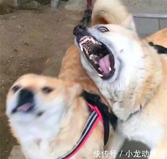 柴犬舌头吐哥哥难过的表情包动画逗妹妹玩,被咬住了大脸,妹妹:笑图片