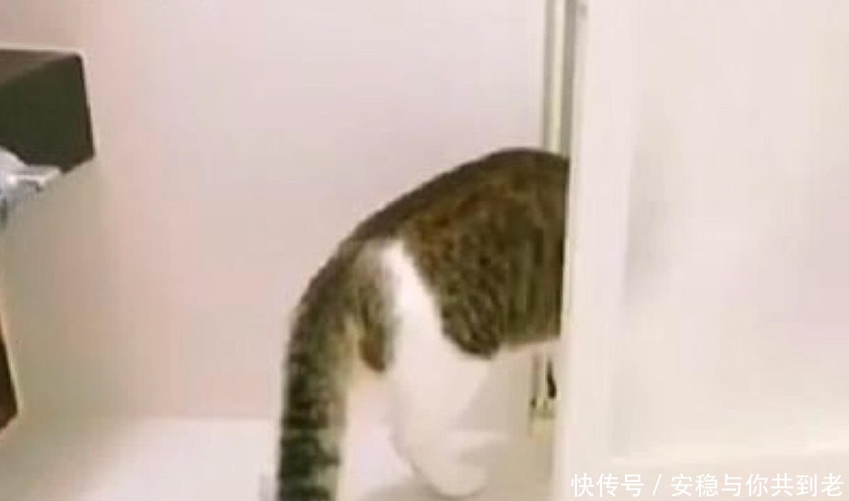 看到主人洗澡,猫咪站在浴室门口不肯离开,原因