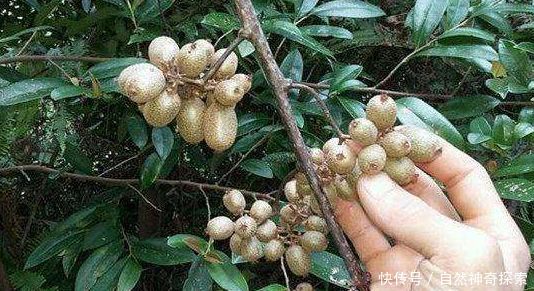小伙儿去爬山看到这个水果不认识,发到网上问,结果大家争抢着买