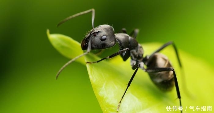蚂蚁放大一万倍后,能不能成为地球的主宰?答案