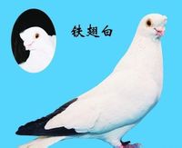 铁翅白属于中国传统观赏鸽里面的京系品种,一直具有神秘色彩,幸好