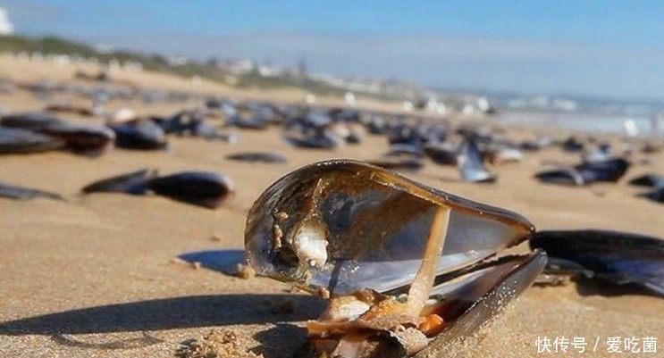 非洲人宁可饿死都不吃这样的东西！结果中国吃货看到却受不了！这