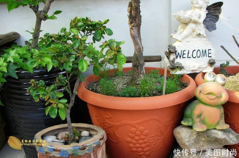 有个“露台花园”折腾,真好!此景此情,喝茶,看书 太惬意啦!