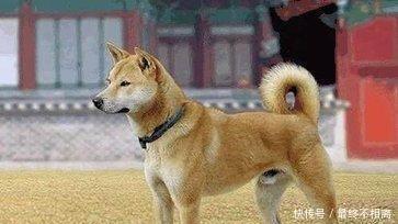 中国本土最好的4大土狗最不受宠的中华田园犬