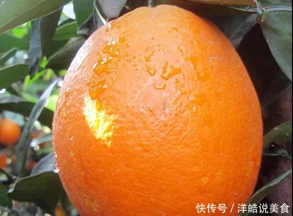 如何科学地卖赣南脐橙,如何科学地买赣南脐橙