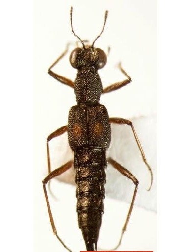 基本介绍 隐翅虫(rove beetle)是鞘翅目隐翅虫科甲虫的通称,属多食亚