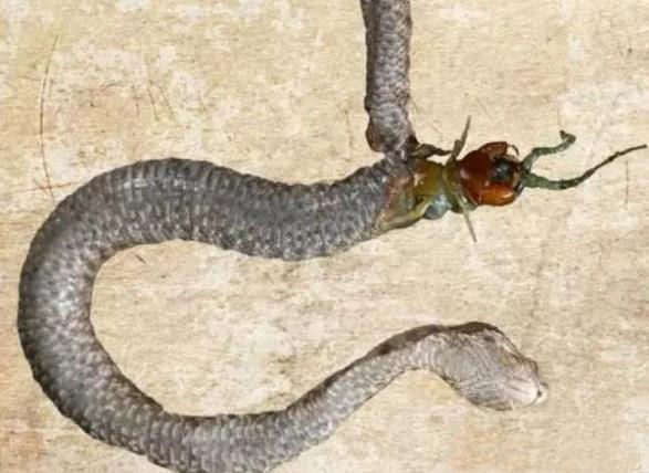 男子发现一条蛇肚皮上有东西蠕动,一条毒物从