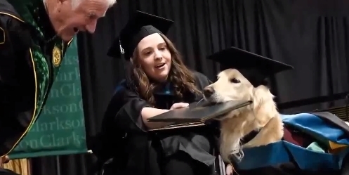 这只金毛获得硕士学位,成全球学历最高的狗,甚