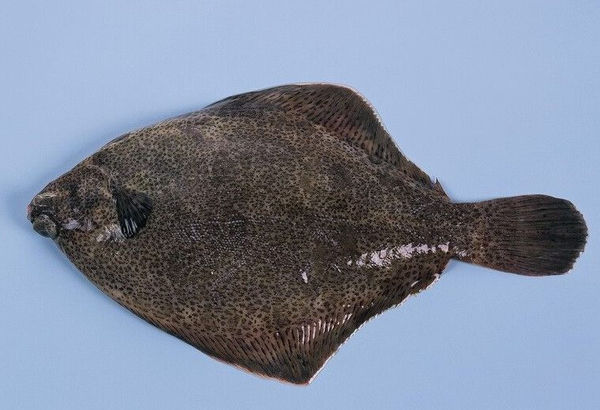 黑色的扁平鱼是什么鱼_360问答