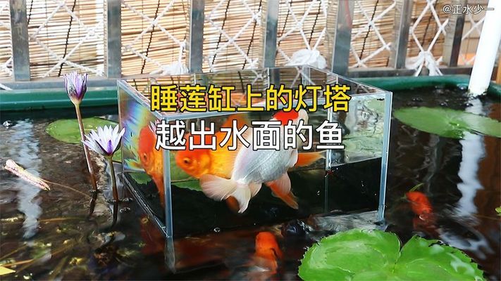 魚缸內(nèi)如何種植水草（魚缸內(nèi)如何種植水草視頻） 水草