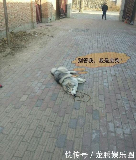 哈士奇去训练营培训,没多久就遣送回来了,没见