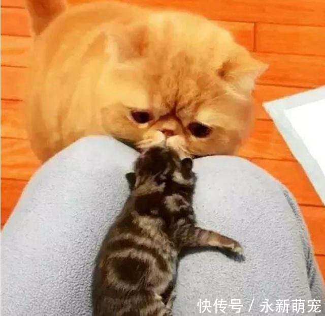 加菲猫盯着小奶猫,一脸纠结1好奇这家伙真的跟臃肿表情包的图片