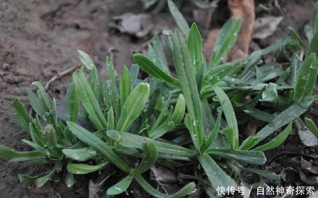 农村有一种野菜，女人吃了好处多！男人吃了受不了！