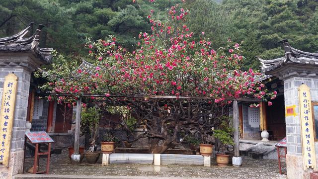 丽江玉峰寺:万朵山茶竞相绽放迷人眼